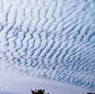 nuage altocumulus variantes2 bandes_nettes